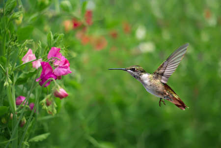 Annas Hummingbird (Calypte anna) in flight at a flower with a green backgroundの写真素材