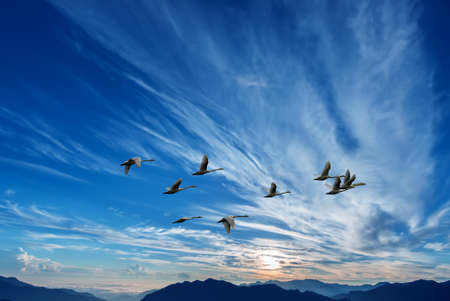 Beautiful sky on sunset or sunrise with flying birds natural backgroundの写真素材