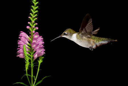 Hummingbird with tropical flower over black background