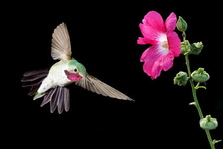 Ruby-throated Hummingbird with pink flower over black backgroundの写真素材