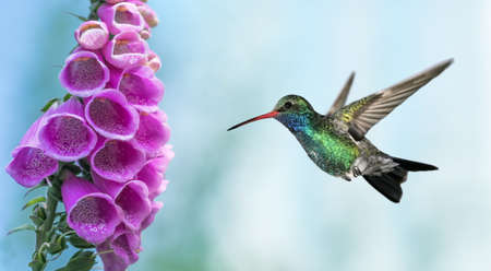 Tiny hummingbird over blurred green summer background