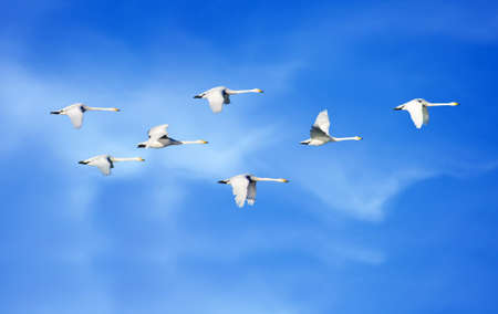 Birds flying blue sky in the background environment or ecology conceptの写真素材