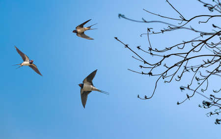 Barn swallows on blue sky backgroundの写真素材