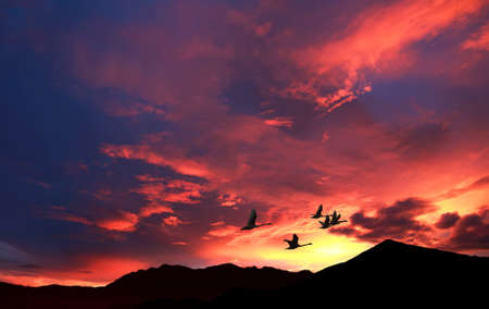 Birds flying against blue evening sunset in the background environment or ecology conceptの写真素材