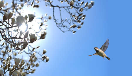 Bird in flight against bright blue spring background