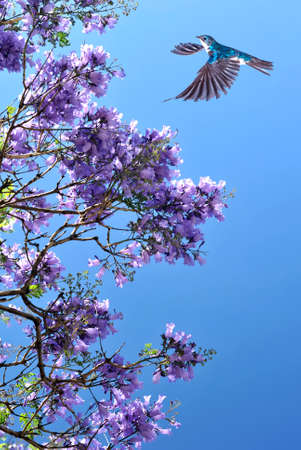 Bird in flight against blue sky with blooming tree on backgroundの写真素材