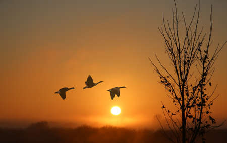 Dreamy fogy landscape with Birds at Sunsetの写真素材