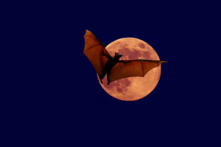 Halloween night with bat flying over the red moonの写真素材
