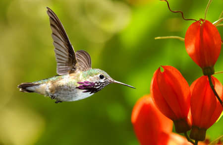 Hummingbird in flight with tropical flower on green backgroundの写真素材