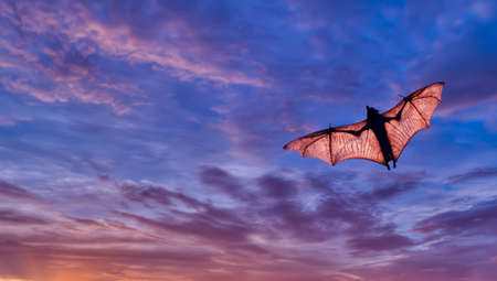 Halloween night with bat flying over purple skyの写真素材