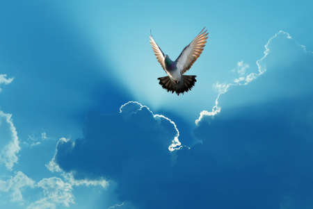 Dove in the air over dramatic sky concept of religion and peace