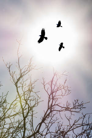 Crows over shining sun autumn backgroundの写真素材