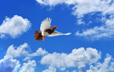 Dove in the air over cloudy sky concept of religion and peaceの写真素材