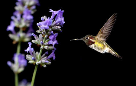 Hummingbird with lavender flowers over black backgroundの写真素材