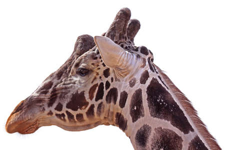 Giraffe closeup portrait isolated on white backgroundの写真素材