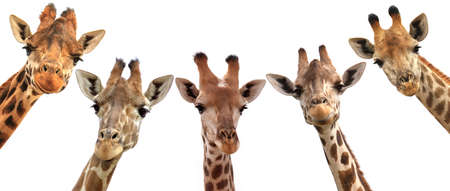 Giraffes closeup portrait isolated on white background panoramic viewの写真素材