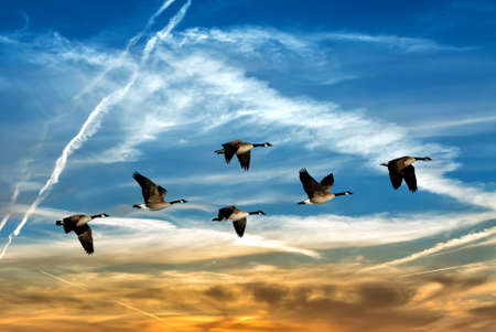 Birds flying against blue sky in the background environment or ecology conceptの写真素材