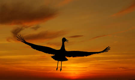 Beautiful tropical Sandhill Crane against sunrise panoramic viewの写真素材