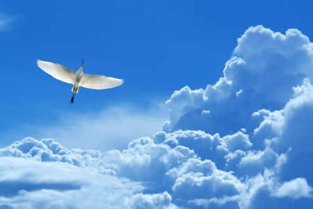 Peaceful Tropical bird over blue sky background concept of hope and peaceの写真素材