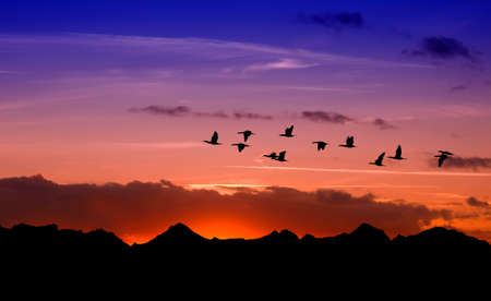 Sandhill cranes in flight at sunrise above the mountainの写真素材