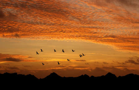 Birds flying against evening sunset in the background environment or ecology concept