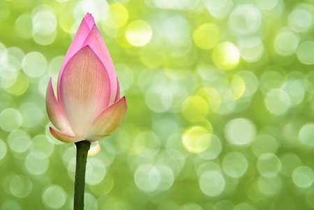 Pink lotus flower against green blur foliageの写真素材