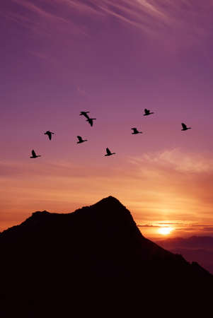 Flying birds over purple background landscape vertical image