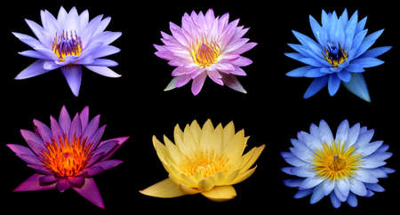 Set of beautiful pink lotus flower isolated on black backgroundの写真素材