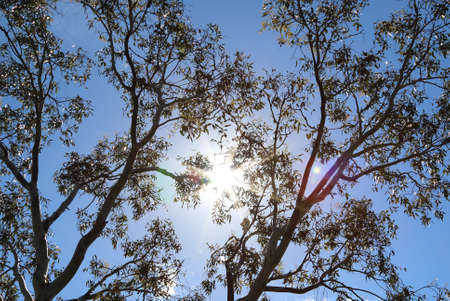Eucalyptus gum tree leaves against blue sky backgroundの写真素材