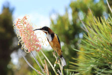 Eastern Spinebill (Acanthorhynchus tenuirostris) feeding from Bottlebrush flowerの写真素材