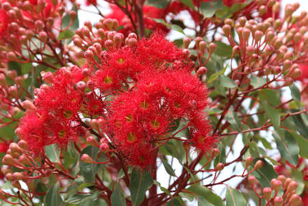 Decorative Flowering Eucalyptus in bloom with Gum-nutsの写真素材