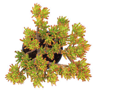 Succulent plant on white background panoramic viewの写真素材