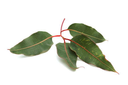 Eucalyptus branch with green leaves on white background の写真素材