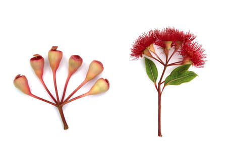 Red eucalyptus flowers with buds and leaves on white backgroundの写真素材