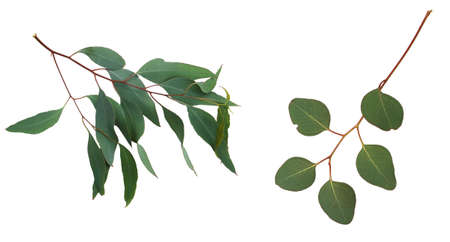 Eucalyptus branches with green leaves on white backgroundの写真素材