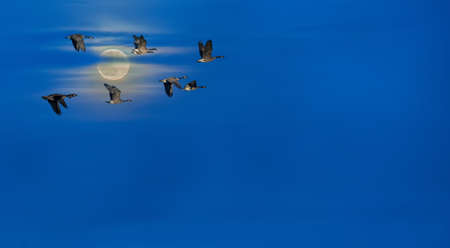 Flock of geese during spring or autumn migration with copy space