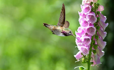 Hummingbird with flowers of purple foxgloveHummingbird feeding from purple foxglove flowers over green summer backgroundの写真素材