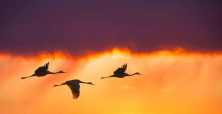 Beautiful sky on sunset or sunrise with flying birds natural background environment or ecology conceptの写真素材