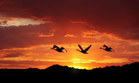 Birds flying against evening sunset in the background environment or ecology conceptの写真素材