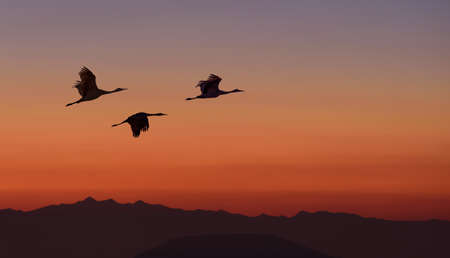 Birds flying against sunset sky in the background environment or ecology conceptの写真素材