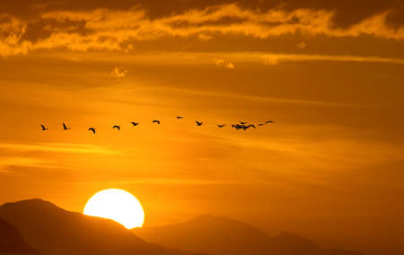 Birds flying against sunset sky background environment or ecology conceptの写真素材