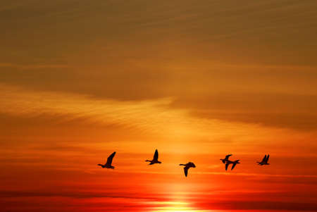 Birds flying against evening sunset in the background environment or ecology conceptの写真素材