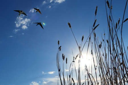 Free flying birds swallow on sunset sky background