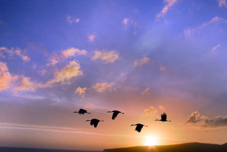 Flock of birds autumn or spring migrationの写真素材