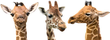 Giraffes isolated on white background panoramic view