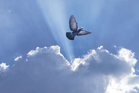 Dove in the air over cloudy sky concept of religion and peaceの写真素材