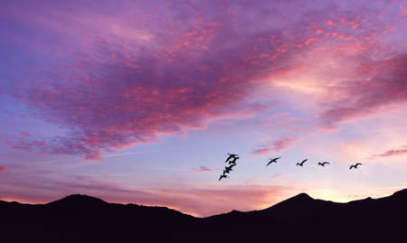 Sky background with flock of birds at sunset panoramic view