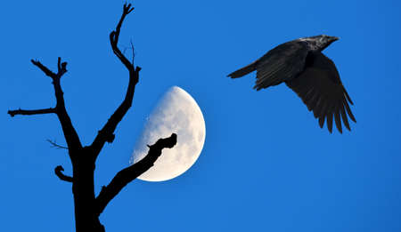 Raven on blue sky background with tree silhouette over the moonの写真素材