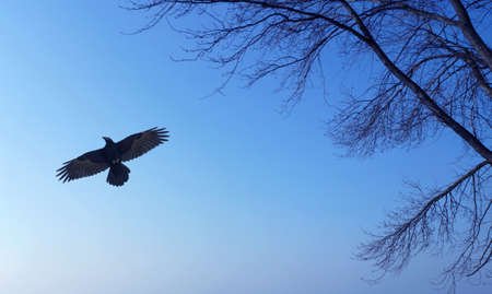 Raven on blue sky background with tree silhouetteの写真素材