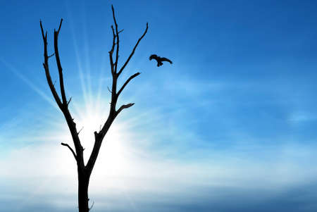 Halloween day with raven lands on branch of dry treeの写真素材